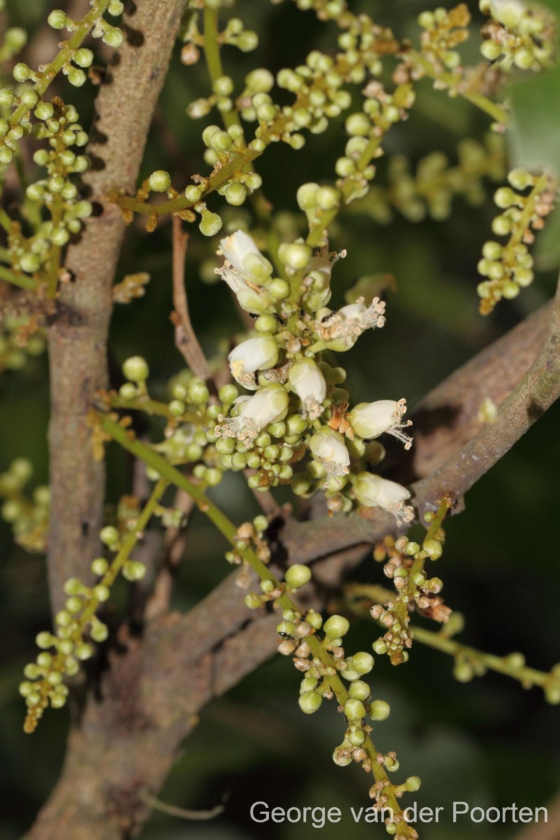 Lepisanthes tetraphylla var. tetraphylla (Vahl) Radlk.